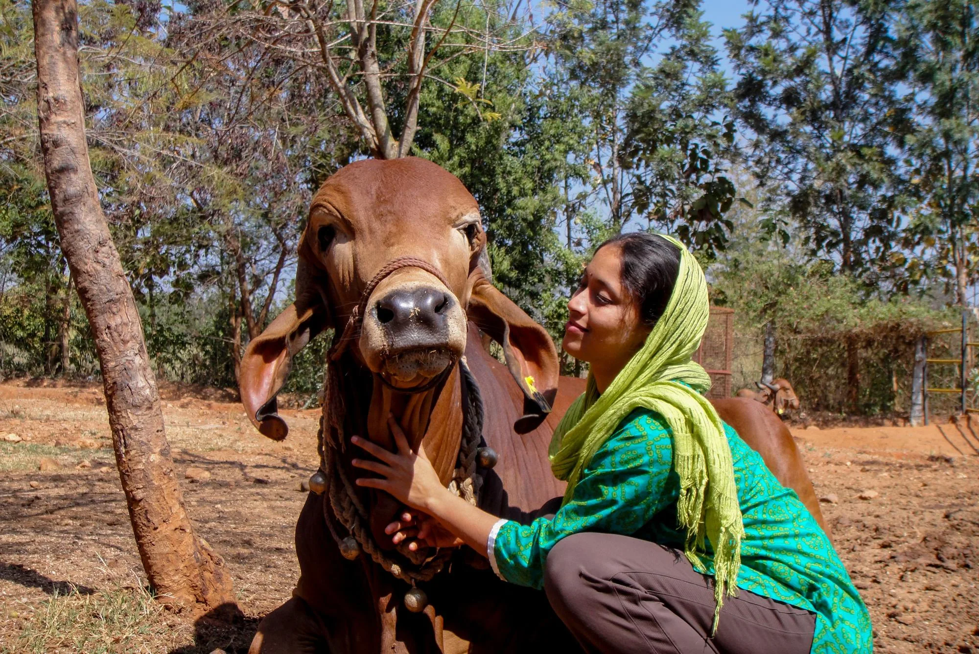 Indigenous cows at the Art of Living International Center gaushala in Bengaluru