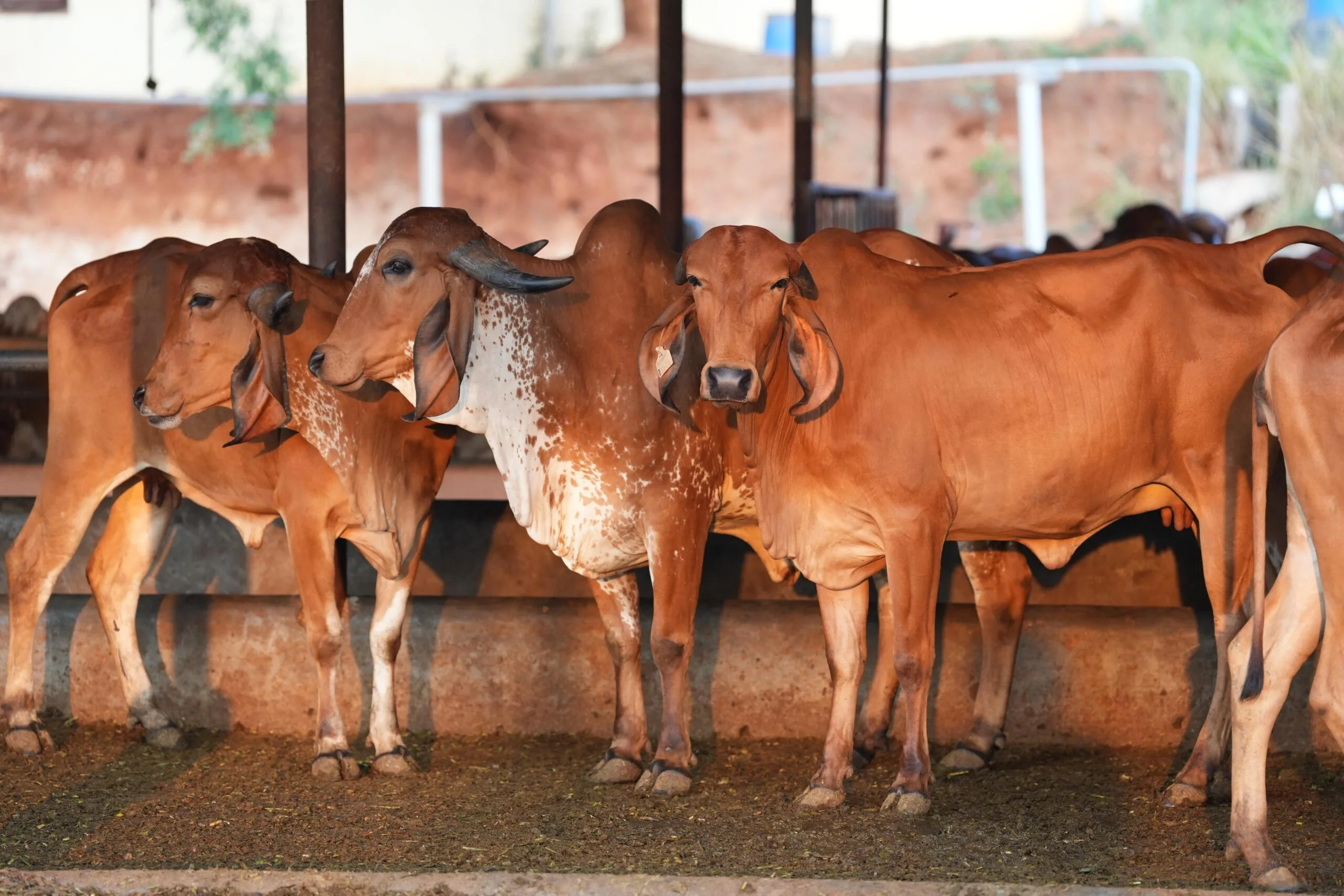 Indigenous cows resting at Sri Sri Gaushala, Bengaluru