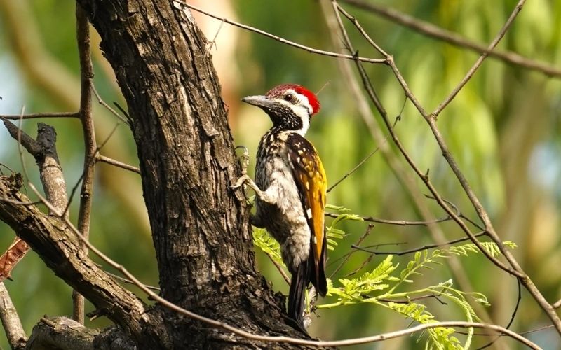 Flameback